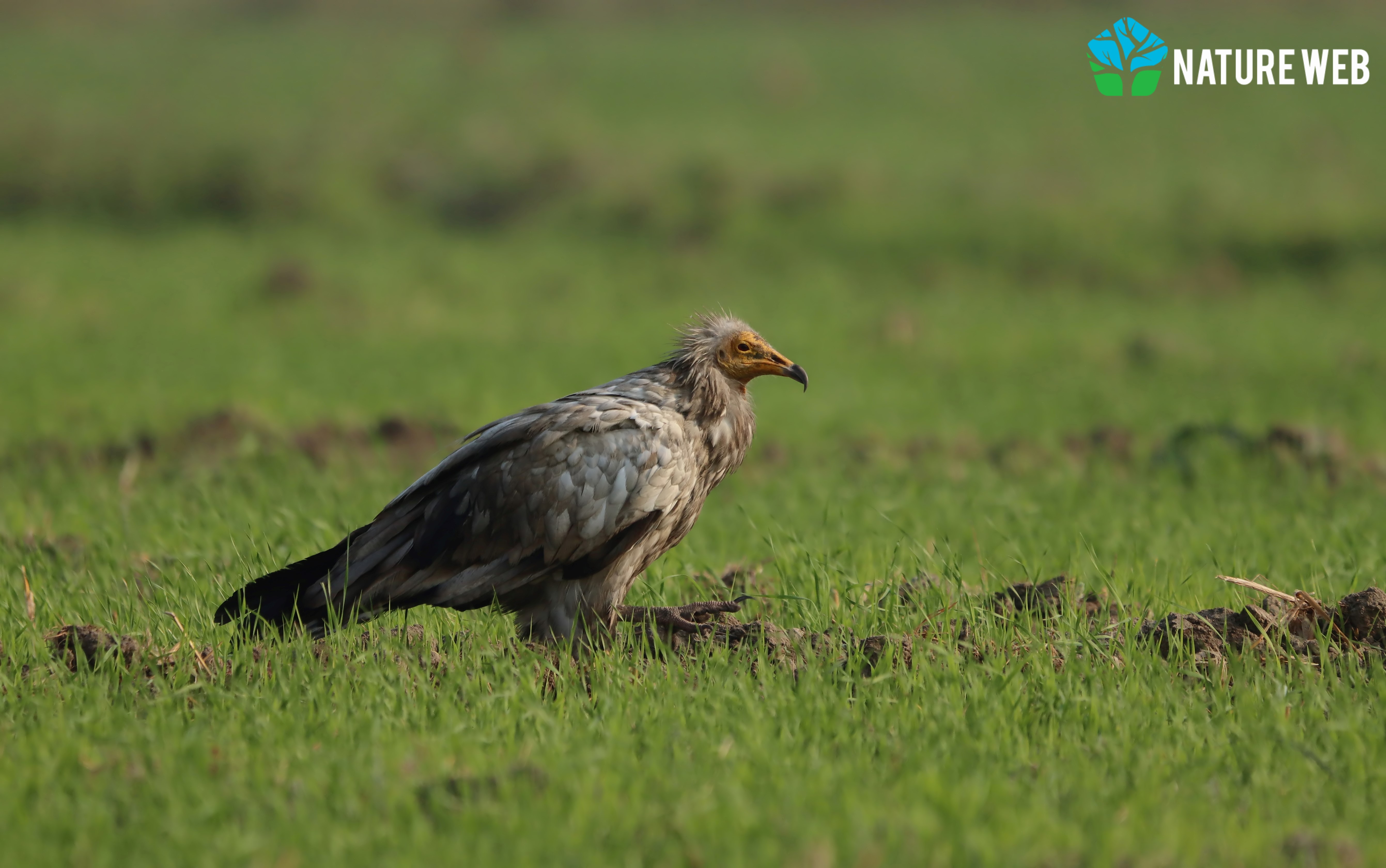 Egyptian Vulture